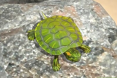 How to Look After a Turtle