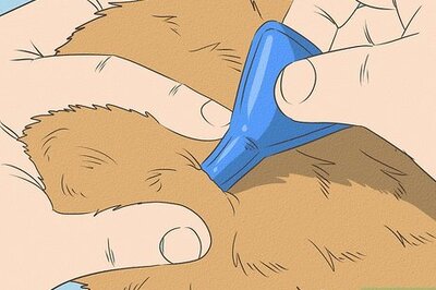 How to Get Rid of Dry Skin on Cats