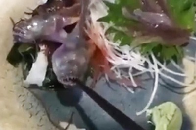 Fish Served On Plate At Restaurant Comes Alive, Bites Chopstick