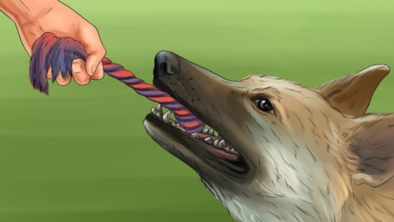 How to Keep an Indoor Dog Active