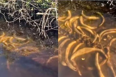 In Florida, Underwater Skeleton's Sudden Appearance Surprises People On The Boat