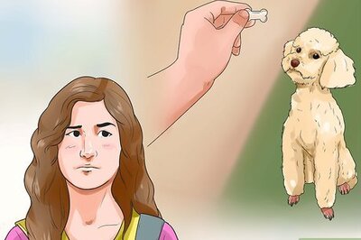 How to Train a Toy Poodle