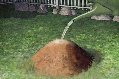 How to Protect Dogs from Poisonous Insects