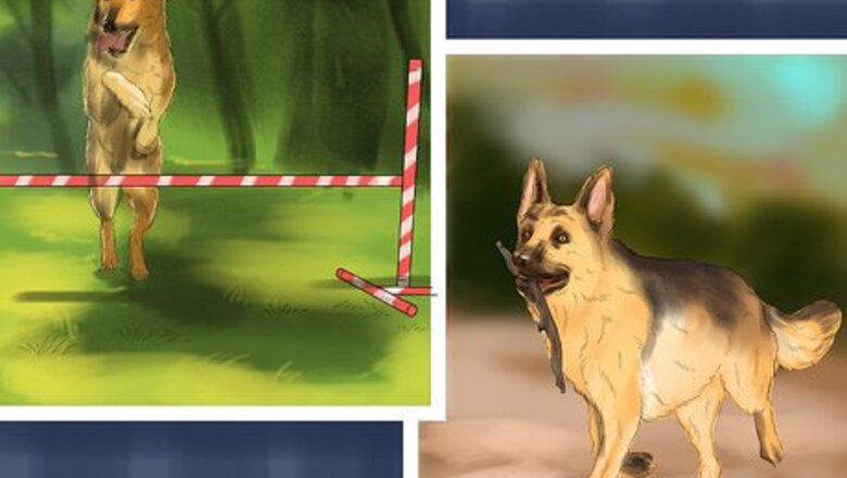 How to Decide Whether to Get a German Shepherd