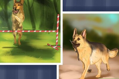 How to Decide Whether to Get a German Shepherd