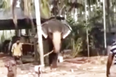IPL Fever Is Real: This Video Of Elephant Playing Cricket In Kerala Is Proof