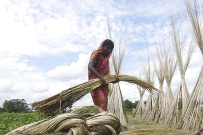 How Strings Were Pulled to Lift The Jute Price Cap, with Bengal BJP Trying to Sew Up Its Fraying Unity