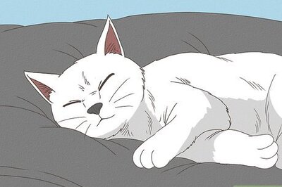 How to Encourage a Cat to Use Its Bed