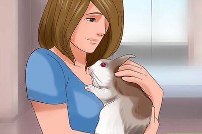 How to Play With Your Rabbit
