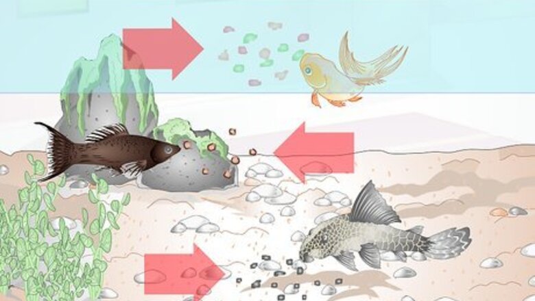 How to Feed Tropical Fish