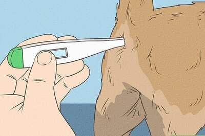 How to Tell If Your Cat Has a Fever: Best Thermometers & Techniques