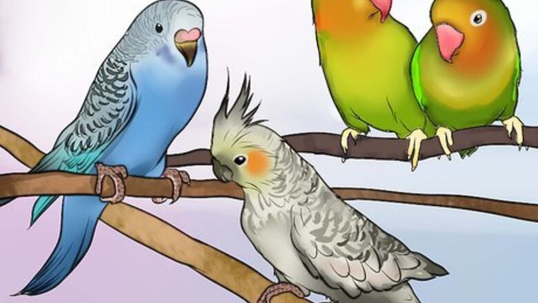 How to Decide if a Parrot Is Right for You