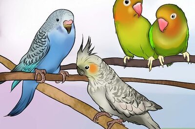 How to Decide if a Parrot Is Right for You