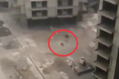 Residents Panic After Spotting Leopard-Like Animal In Greater Noida Society, Forest Dept Says It's A Cat