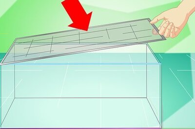 How to Catch a Common House Lizard and Keep It As a Pet