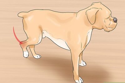 How to Recognize and Care for a Dog with a Sprain