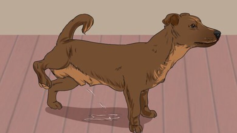 How to Treat Urinary Tract Problems in Dogs