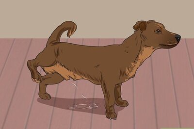 How to Treat Urinary Tract Problems in Dogs