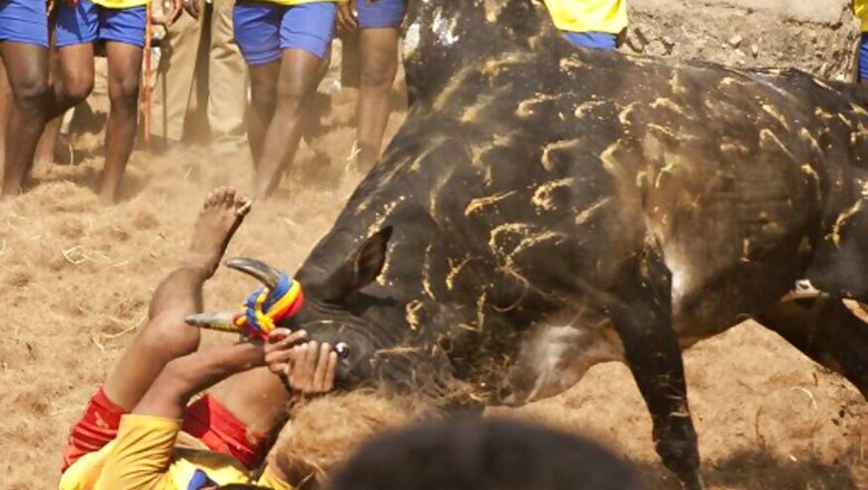 Jallikattu is to Thank Nature, Not to Torment Bulls: PETA