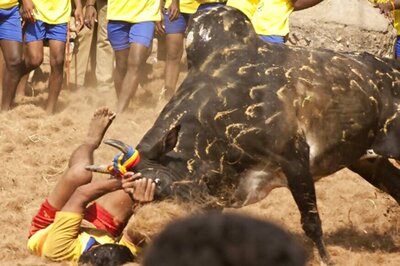 Jallikattu is to Thank Nature, Not to Torment Bulls: PETA