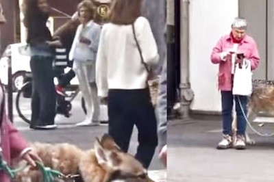 Wolf Or Dog? Video Of Woman Walking Her Pet On Streets Of Paris Confuses Internet