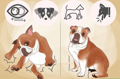 How to Comfort a Dog with Vertigo