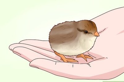 How to Tame a Fully Grown Quail