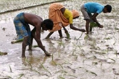 Rain boosts reservoirs, too late for farms