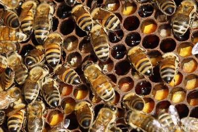 Pheromones only a figment of imagination