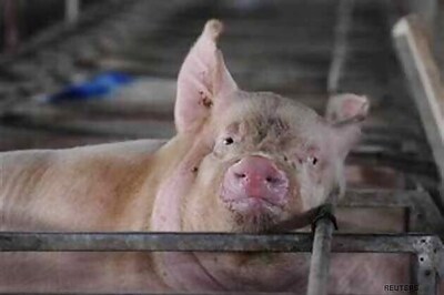 Swine fever outbreak in West Sikkim