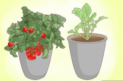 How to Make a Small Vegetable Garden