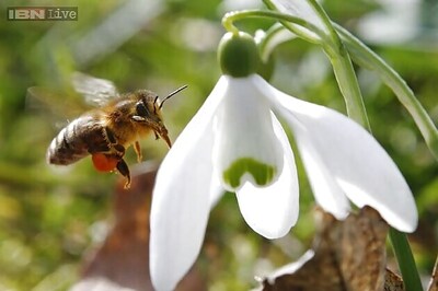 Diesel fumes can affect honeybees' smelling ability: research