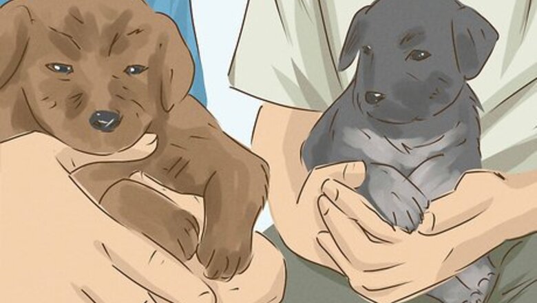 How to Be an Animal Lover