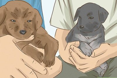 How to Be an Animal Lover