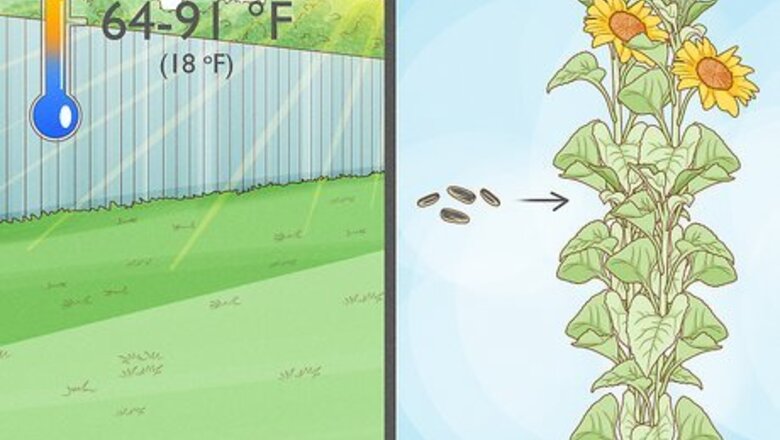 How to Plant Sunflower Seeds