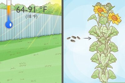 How to Plant Sunflower Seeds