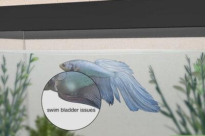 How to Feed a Betta Fish Peas