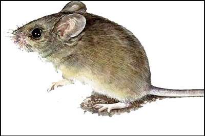 Ahead of polls, rats give poll team a nightmare