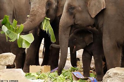 One-week-old elephant calf rescued in Salem