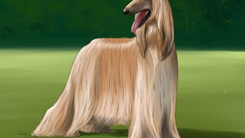 How to Identify an Afghan Hound