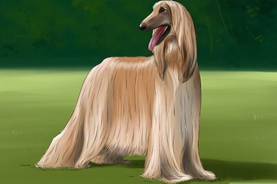 How to Identify an Afghan Hound