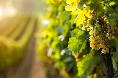 Including Grapes in Your Diet May Help Treat Depression: Research