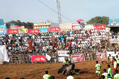 Two More People Gored to Death During Jallikattu in Tamil Nadu, Toll Now 3