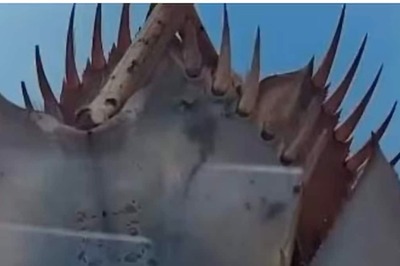 In Odisha's Seawaters, This Crab Species Has Blue Blood