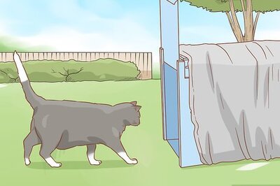 How to Get Rid of Cats