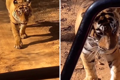 Watch: Safari Takes Frightening Turn As Tiger Comes Close To Tourist Jeep