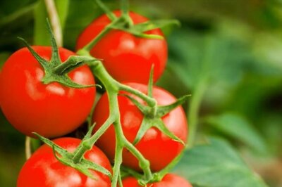 Tomatoes to be Sold at Rs 90 per kg in Delhi-NCR Through Mobile Vans | Here's All You Need to Know