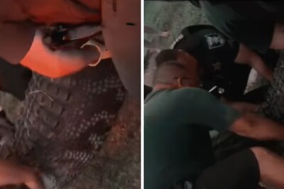 Watch: Massive 12-Foot Long Alligator Removed From Florida Mall