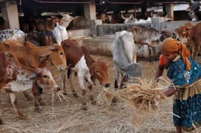 Vaccination of Cattle Against Lumpy Skin Disease Begins in Rajasthan