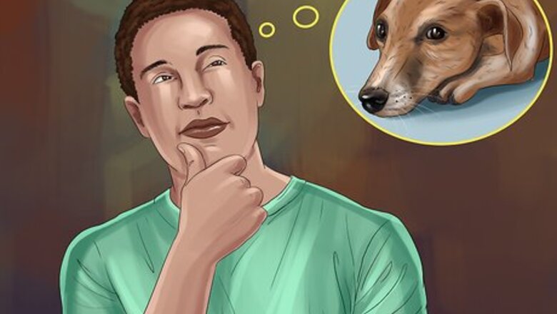 How to Rehome a Rescue Dog